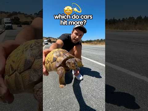 Funny Tortoise 🐢 I love 💕 #shorts #short #funnyvideos