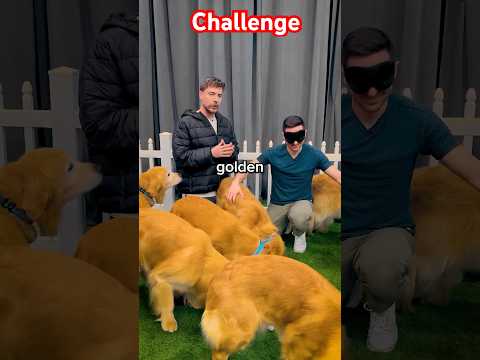 Find your dog 🐕 #short #shorts #shortdfeed