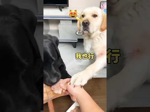 Funny Dog Reactions Caught on Camera!