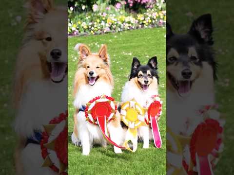 You Won’t BELIEVE This Hilarious Comedy Short Video! #shorts