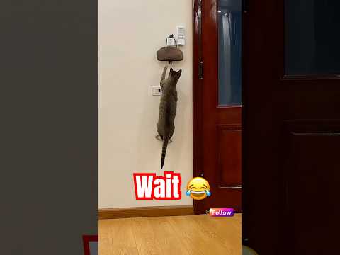 Funny Pet: 🐹🎉😆🐾 #HamsterHijinks #TinyLaughs #PetPranks #AdorableAntics
