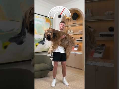 Dog weight MrBeast #shorts #short #shortfeed #mrbeast