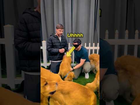 Find Your Dog Mrbeast #short #mrbeast