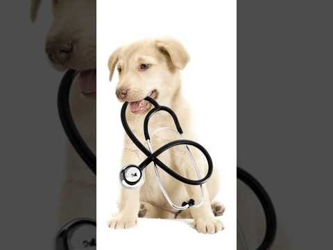 Cats and dogs funny videos compilation || nature video for cat and dog #shorts #shortvideo #cat #dog