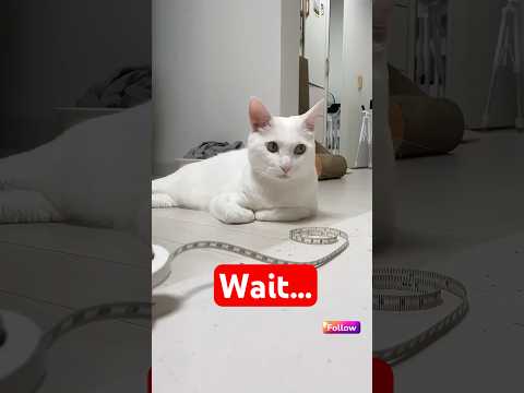 Funny Pet: 🐾😄🐾😂 #PawPrintPranks #AnimalLaughs #PetFunnies #FurryFun
