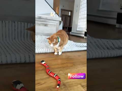 Viral Comedy Showdown: Funny vs. Hilarious! Funny short blog #shorts #tranding