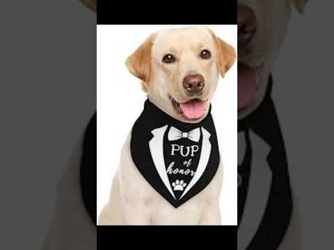 Trending Short Video: Hilarious Dog And Money Blog #shots